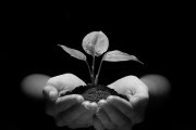 plant in hands